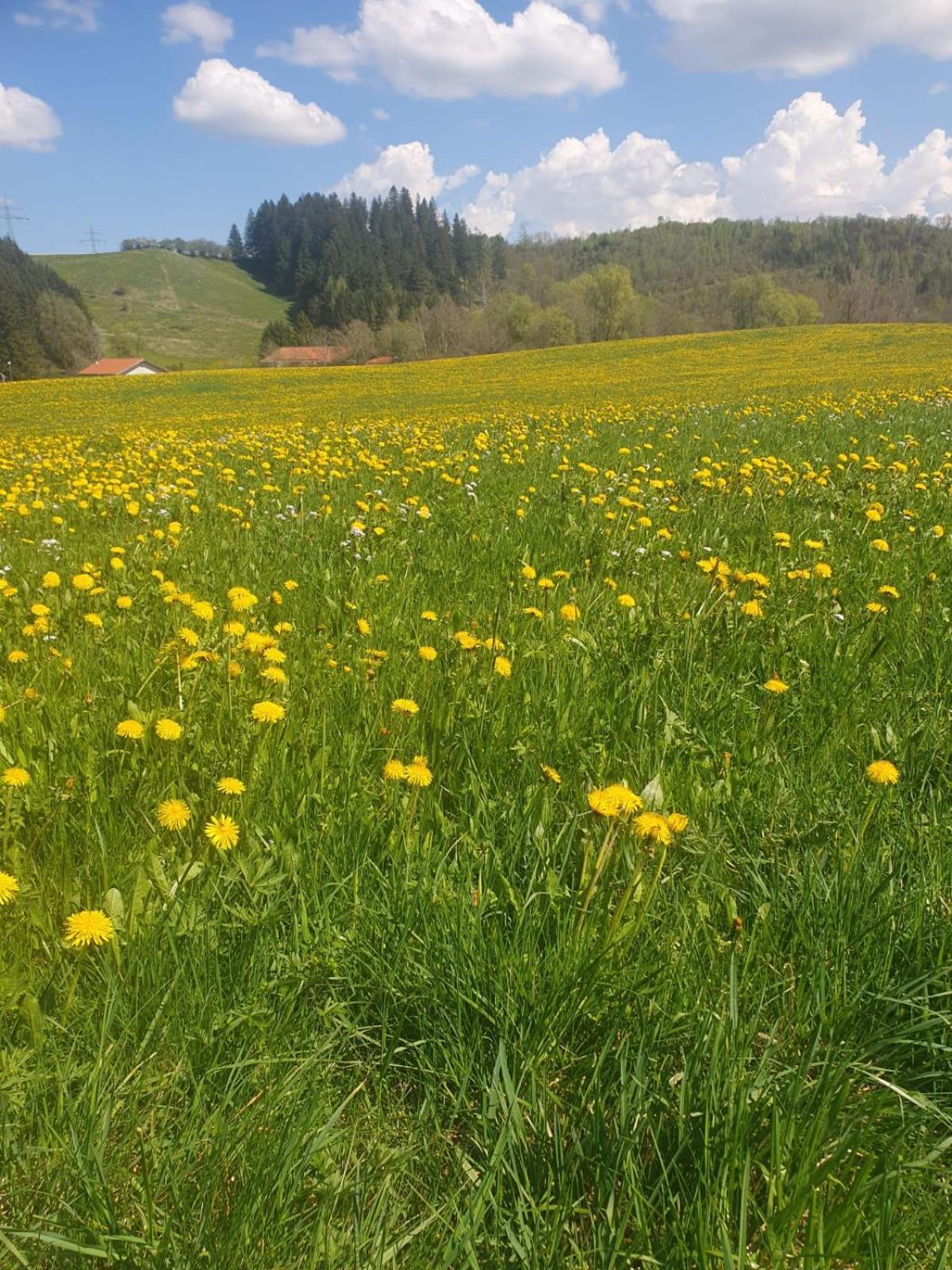 Hotel Waldhorn Юнгхольц Экстерьер фото